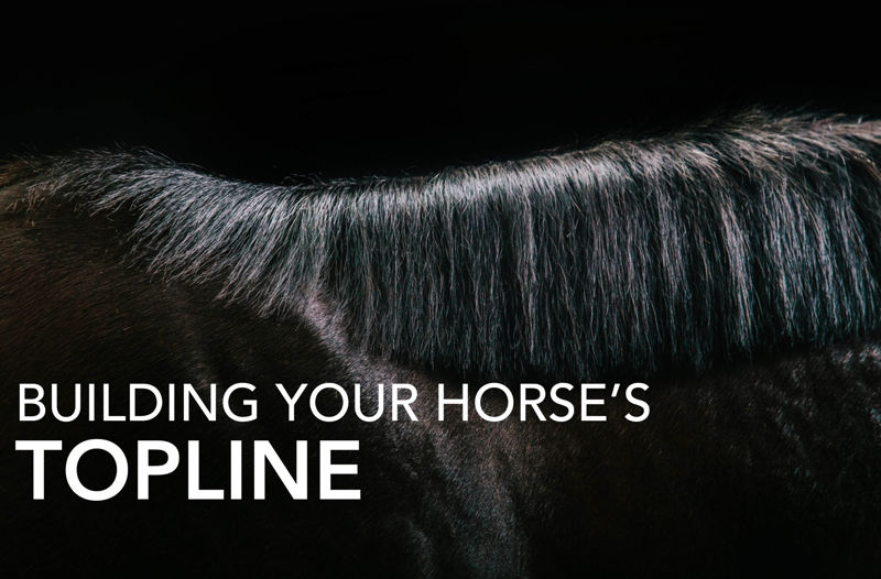 Building Your Horse's Topline - Equine Science Matters™